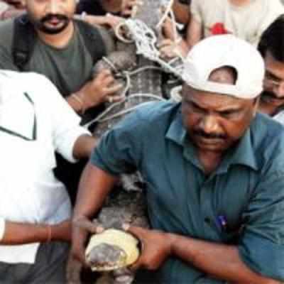 200-kilo croc captured after 3-month hunt