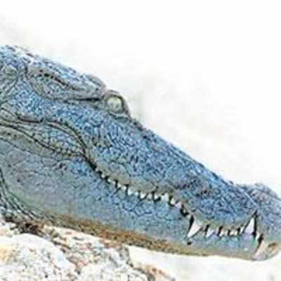 Warrior crocodiles fight for survival