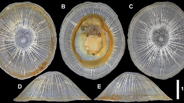 Scientists discover a giant deep-sea shell nearly 6 kilometres beneath the Pacific and name it after a ‘sea god’