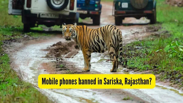 After Ranthambore National Park, now mobile phones banned in Sariska, Rajasthan? What we know so far