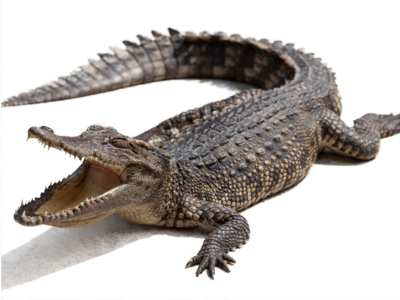 Thirsty crocodile crawls into house kitchen in Vadodara