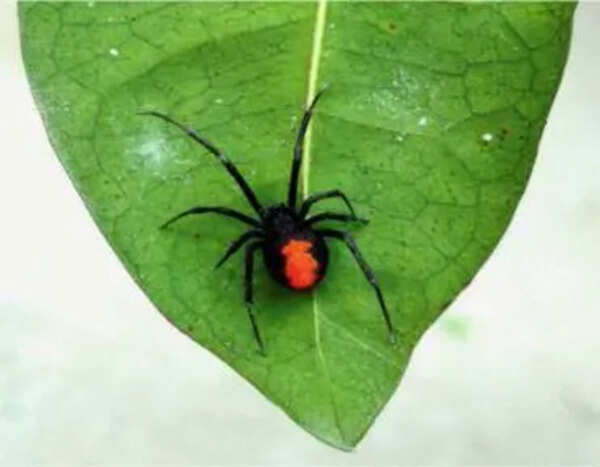 Redback spiders quietly spread near Ennore