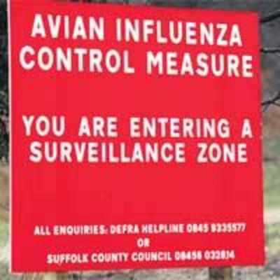 1,60,000 turkeys culled after H5N1 bird flu found at British poultry farm