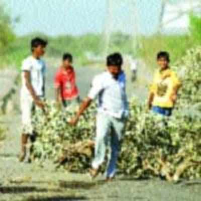 TMC to take action against revellers cutting trees for Holi