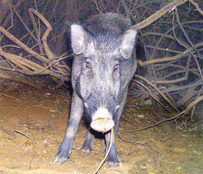 Karnataka issues nod to shoot wild boars in farms; activists up in arms