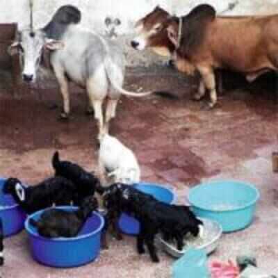 Cuffe Parade residents raise stink over animal farm at Ambani home