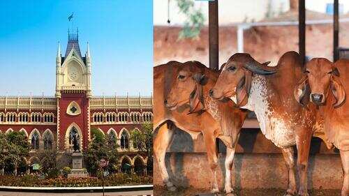 Cow slaughter not part of Eid or Islam: Calcutta HC