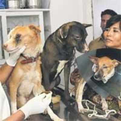 Attacked stray dogs regain partial sight