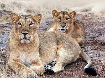 Gujarat government has sanctions Rs 250 crore for the conservation of Asiatic lions