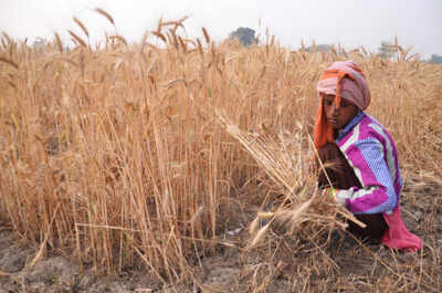 Gujarat: Bhartiya Kisan Sangh’s PIL challenges mandatory crop insurance