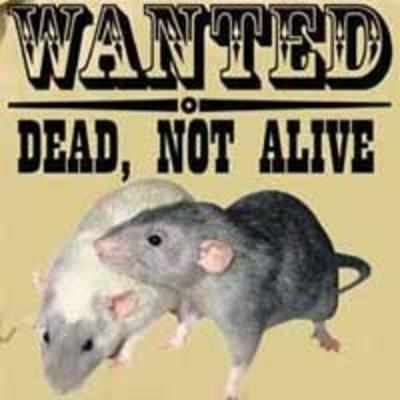 Wanted rats, dead not alive