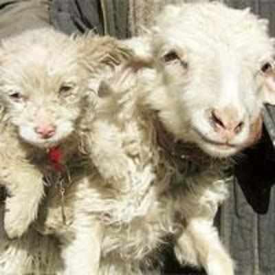 Baa, baa, black... dog? Sheep gives birth to '˜pup'