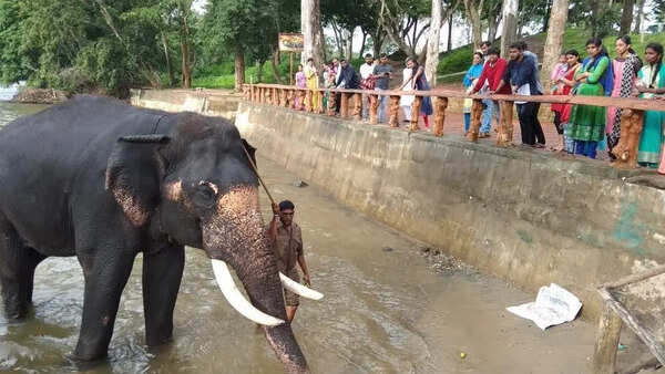Dubare fallout: Ban on feeding, bathing elephants across Karnataka