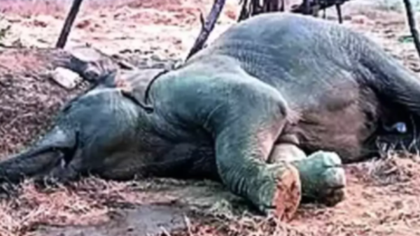 Elephant electrocuted in Uttarakhand