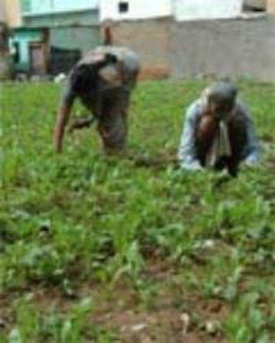 Bangalore's last farmer standing