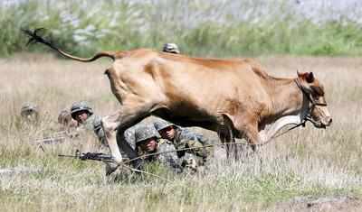 Ujjain: Cow vigilantes thrash man, 2 arrested