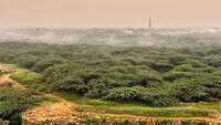 Delhi aims to increase green cover to 25% by 2023 