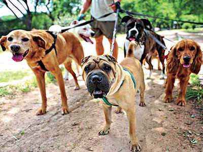 A licence to pet? Bring it on, says Bengaluru