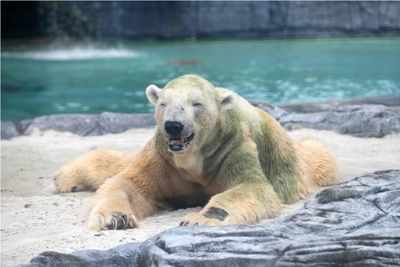 Inuka, first polar bear born in the tropics, put down following age-related ailments