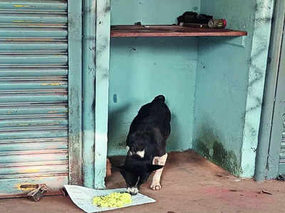 190 citizens sign up for BBMP’s initiative to feed strays