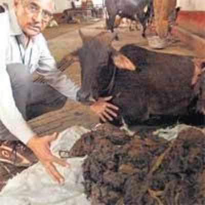 All that plastic came from this cow's stomach