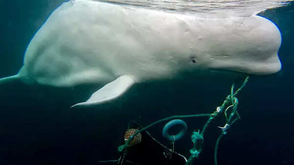 Mystery of a friendly whale that may be a Russian spy