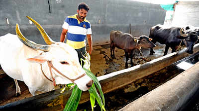 Rs 225 cr subsidy to Maharashtra milk farmers pending for want of bank account details