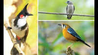 Goa logs 110 species in Campus Bird Count