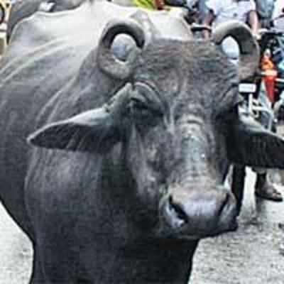Govt, vet to pay Rs 5 lakh for death of 19 buffaloes