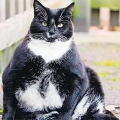 That's a Fat cat