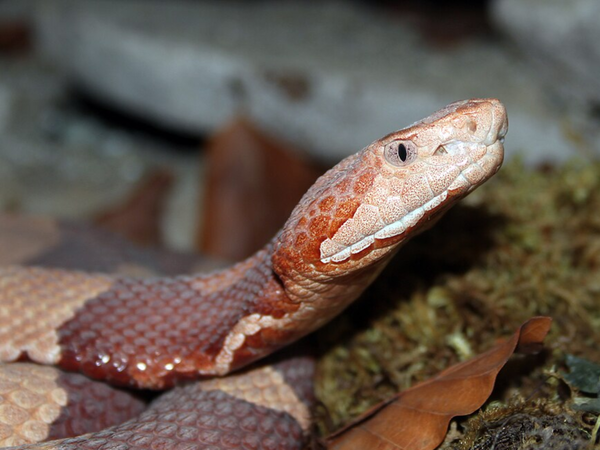 Copperhead snakes aren’t usually fatal, yet every bite carries venom
