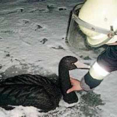 25 German firefighters risk lives to rescue swan - made of plastic