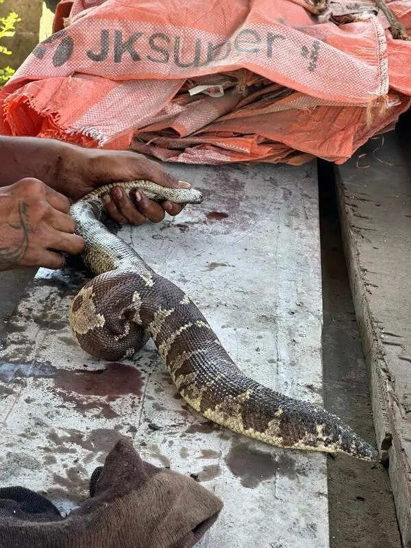 Boa stuck in tar at godown rescued