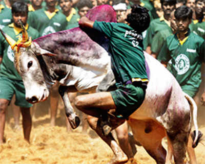 ‘SC ban on Jallikattu a part of our long battle’