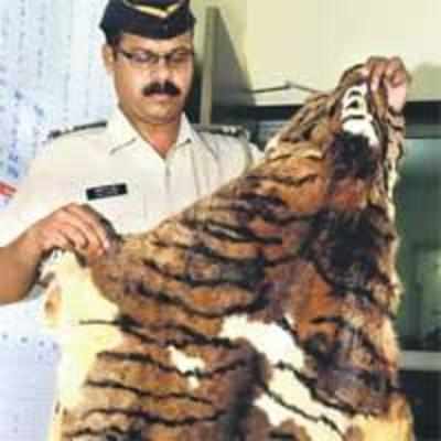 Barking mad! Frauds try to pass off '˜dog' skins as tigers'