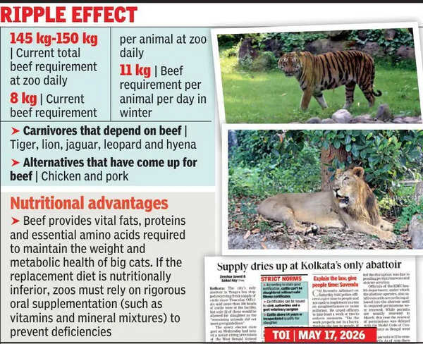 Zoo eyes pork and chicken for big cats, hyenas as supply from abattoir dries up