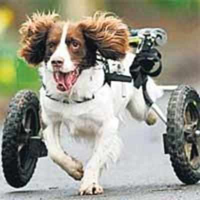 Retired sniffer dog gets his own chariot