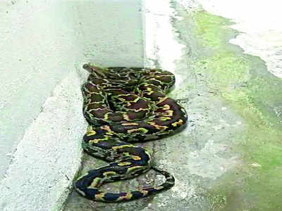 Python in neighbourhood