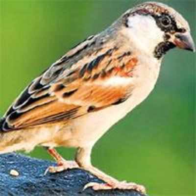 Are sparrows vanishing from this city?