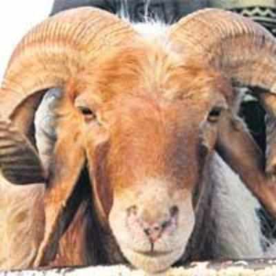 If in Pak, book your bakra online