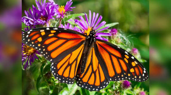 Butterflies have had steady genome structures for the past 250 million years