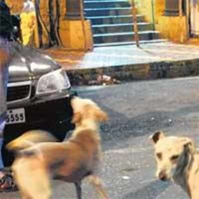 BMC courier scared of dogs, don't want to work