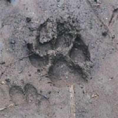 Do odd pug marks indicate tiger?