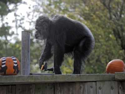 Oldest male chimpanzee in US dies at San Francisco zoo