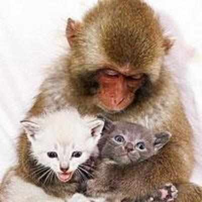 Monkey that looks after kittens like dolls