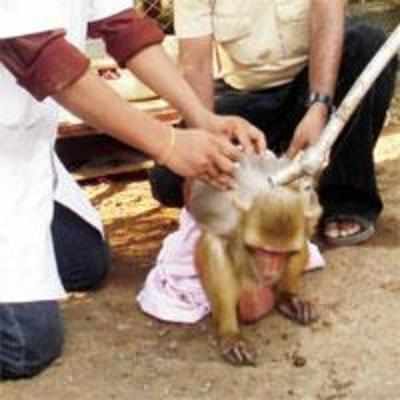 Thane traffic cop saves sick monkey from dogs