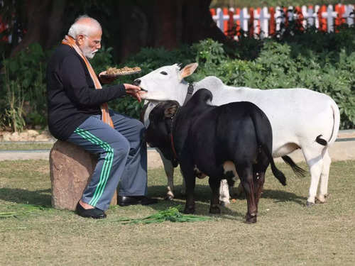 Punganur Cow: The world's smallest and cutest cattle breed from India