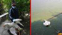 Bird flu: Alert zone at Delhi's Sanjay Lake, 17 ducks dead 