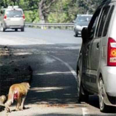 Feed Karnala animals, find place in shame list