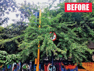 Branches pruned in Bandra, traffic signal visible again